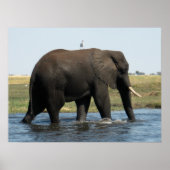 Elephant Poster (Voorkant)