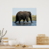 Elephant Poster (Keuken)