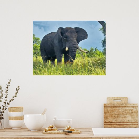 Elephant Posters (Keuken)