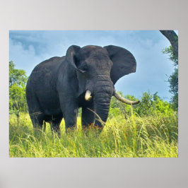 Elephant Posters