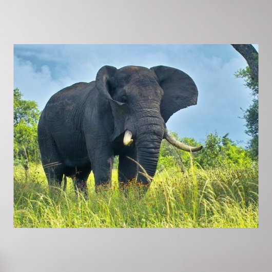 Elephant Posters (Voorkant)