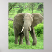 Elephant Posters (Voorkant)