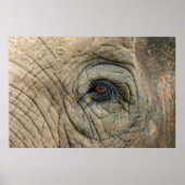 Elephant Posters (Voorkant)