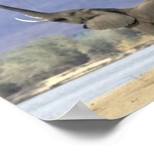 Elephant Posters (Hoek)