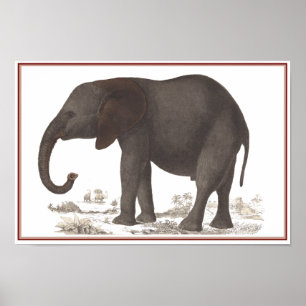 ELEPHANT PRINT