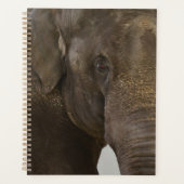 Eléphant proche (Devant)