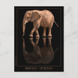 Elephant Reflection Briefkaart