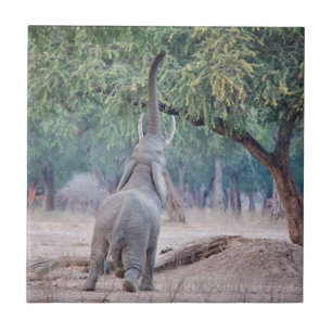 Elephant reikend aan Acacia-boom Tegeltje