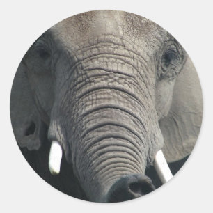 Elephant Ronde Sticker