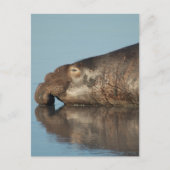 Elephant Seal Briefkaart (Voorkant)