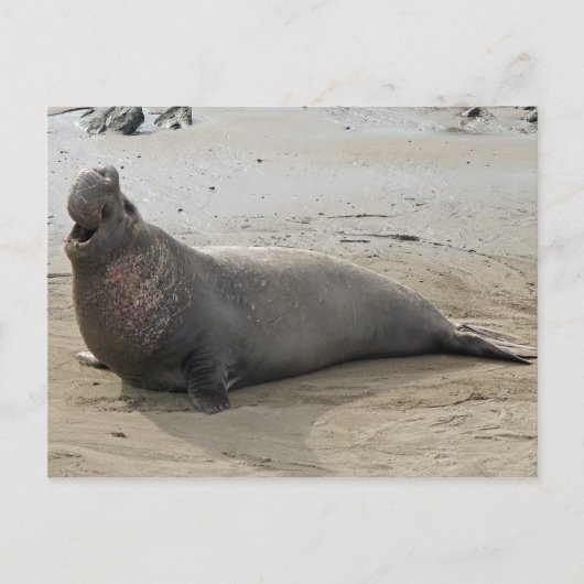 Elephant Seal Briefkaart (Voorkant)