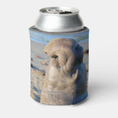 Elephant Seal bull Blikjeskoeler (Blikje Achterkant)