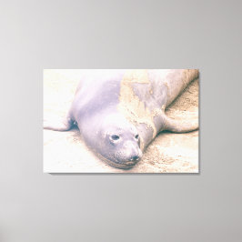Elephant Seal Canvas Afdruk