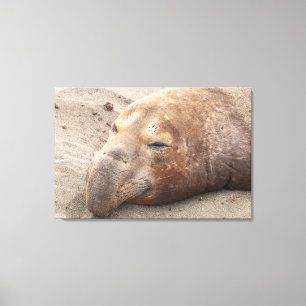 Elephant Seal Canvas Afdruk