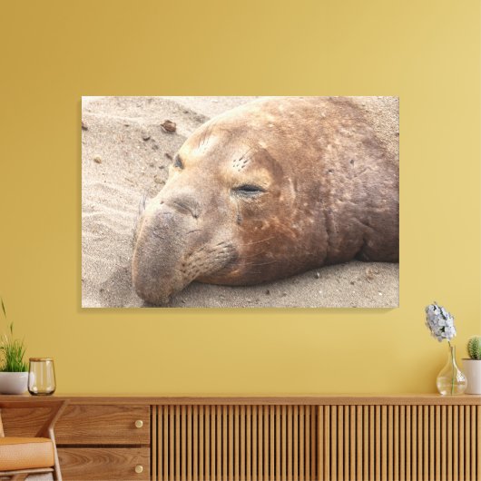 Elephant Seal Canvas Afdruk (Insitu (Woonkamer))