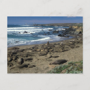 Elephant Seal Colony California Coast Briefkaart