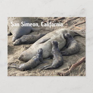 Elephant Seals Briefkaart