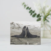 Elephant Seals Fighting Briefkaart (Staand voorkant)