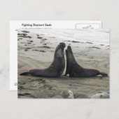 Elephant Seals Fighting Briefkaart (Voorkant / Achterkant)