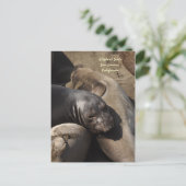 Elephant Seals, San Simeon, Californië Briefkaart (Staand voorkant)