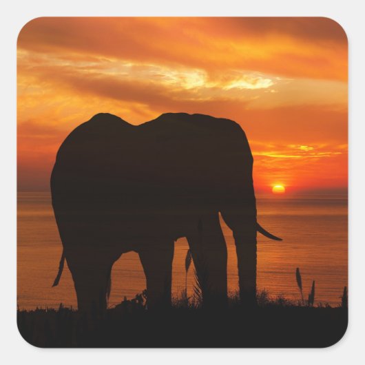 Elephant Silhouette at Sunset Vierkante Sticker (Voorkant)