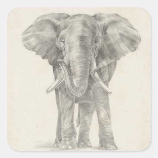 Elephant Sketch Vierkante Sticker (Voorkant)