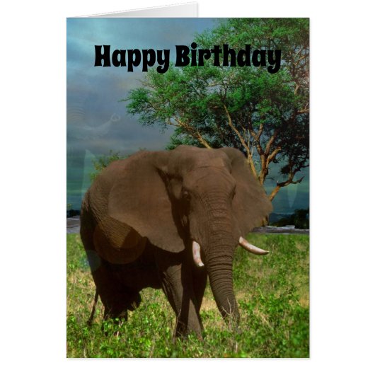 Eléphant taureau africain, carte d'anniversaire (Devant)