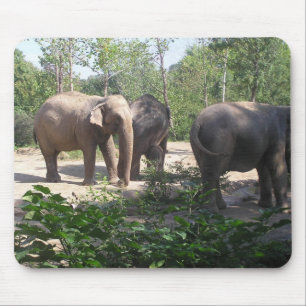 Elephant Trio Mousepad Muismat