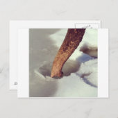 Elephant Trunk Briefkaart (Voorkant / Achterkant)