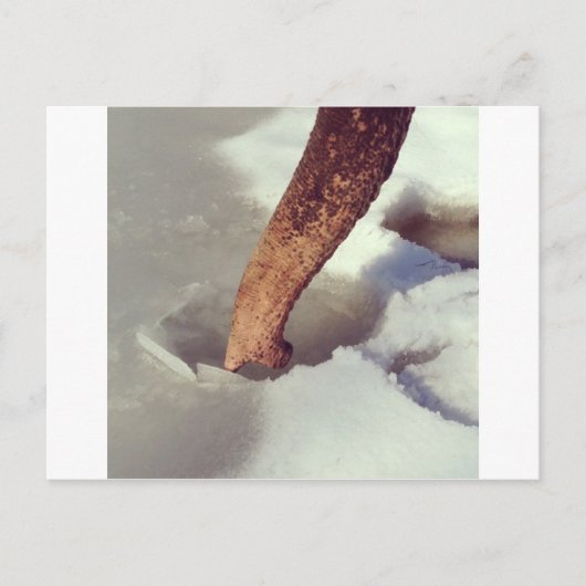 Elephant Trunk Briefkaart (Voorkant)