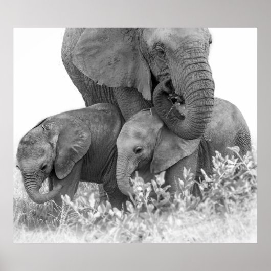 Elephant & Two Calves | Samburu Poster (Voorkant)