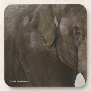 Elephant Up-Close Bier Onderzetter
