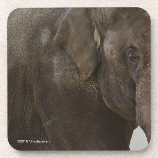 Elephant Up-Close Bier Onderzetter (Voorkant)