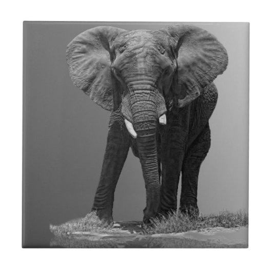 ELEPHANT VOOR GRADIËNT TEGELTJE (Voorkant)