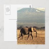 Elephant voor Kilimanjaro Briefkaart (Voorkant / Achterkant)