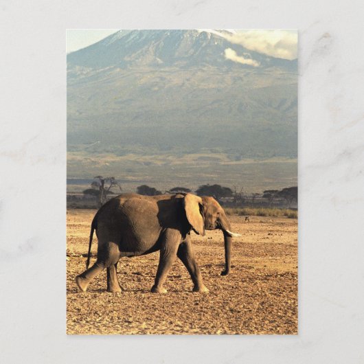 Elephant voor Kilimanjaro Briefkaart (Voorkant)