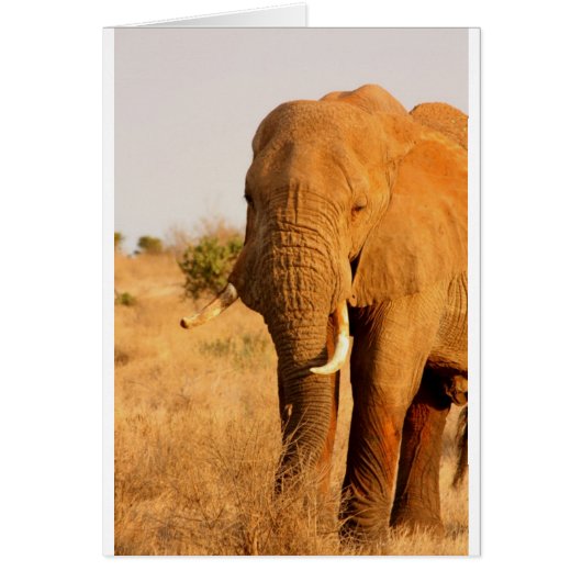 Éléphants (Devant)