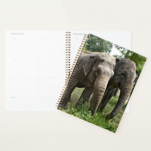 Eléphants asiatiques côte à côte (Devant avec enveloppe)