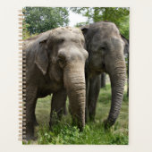 Eléphants asiatiques côte à côte (Devant)