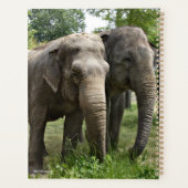 Eléphants asiatiques côte à côte (Dos)
