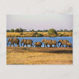 Elephants-Briefkaart Briefkaart