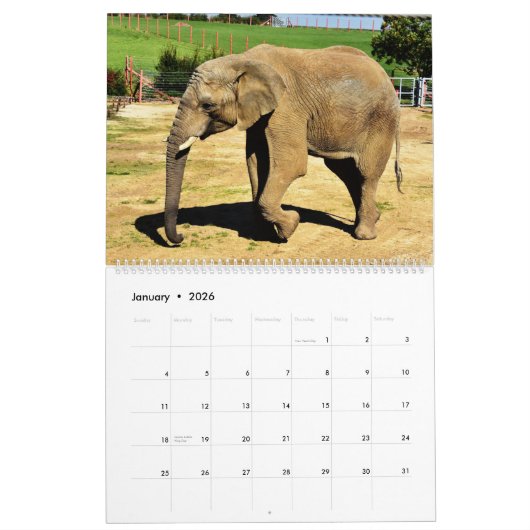 Elephants Calendar Kalender (Jan 2026)