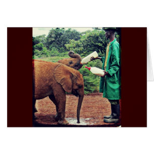 Eléphants de bébé - Temps d'alimentation