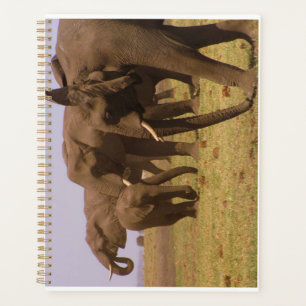 Eléphants de Chobe Planner