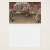 Eléphants de cirque amusants (Devant & derrière)