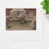 Eléphants de cirque amusants (Bureau)