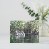 Eléphants en jeu carte postale (Debout devant)