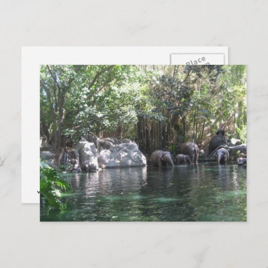 Eléphants en jeu carte postale (Devant / Derrière)