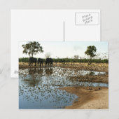 Eléphants et oiseaux 2 carte postale (Devant / Derrière)