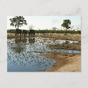 Eléphants et oiseaux 2 carte postale